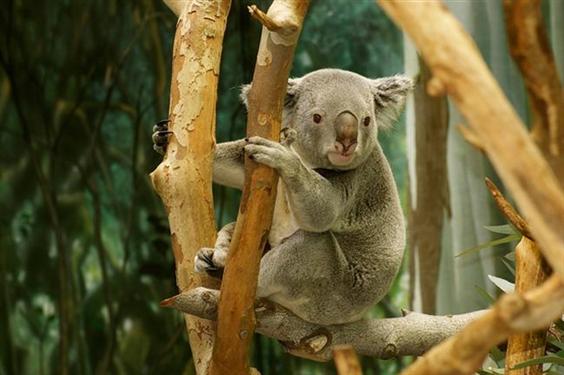 Koalas are more popular in Local Australia than Global World.
