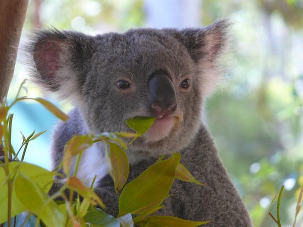 Koalas Population Decline.