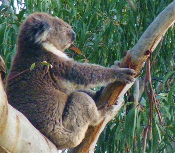 Koalas' live solitary life.