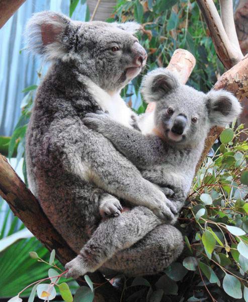 Female Koala Breeding. 