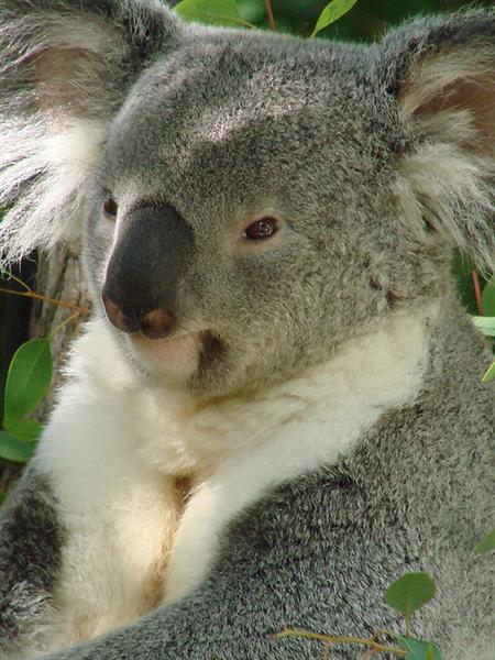 Female Koalas' Breeding Behavior.