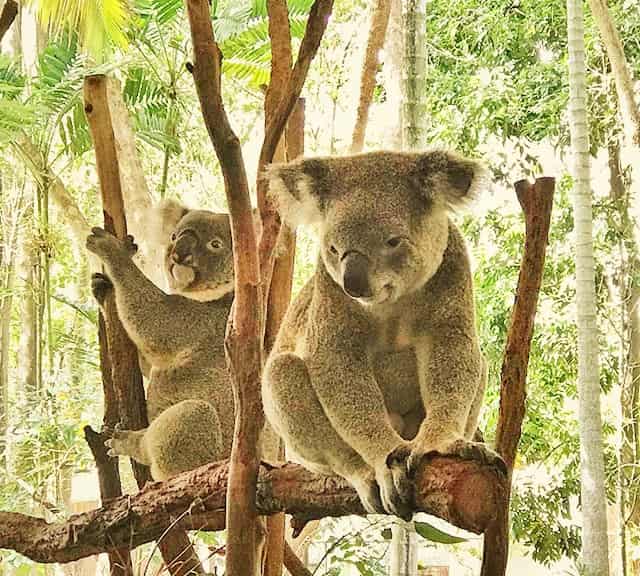 Female Koalas exhibit unique breeding behavior.