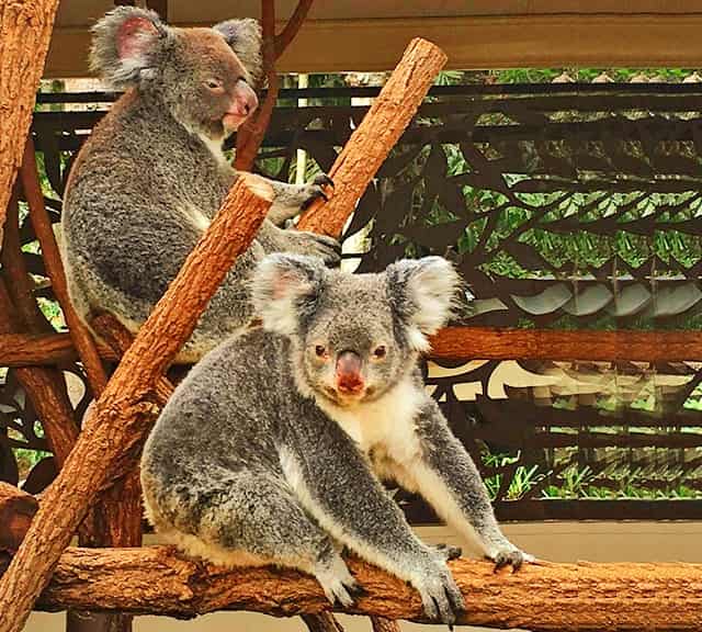 Breeding season of the Female Koalas