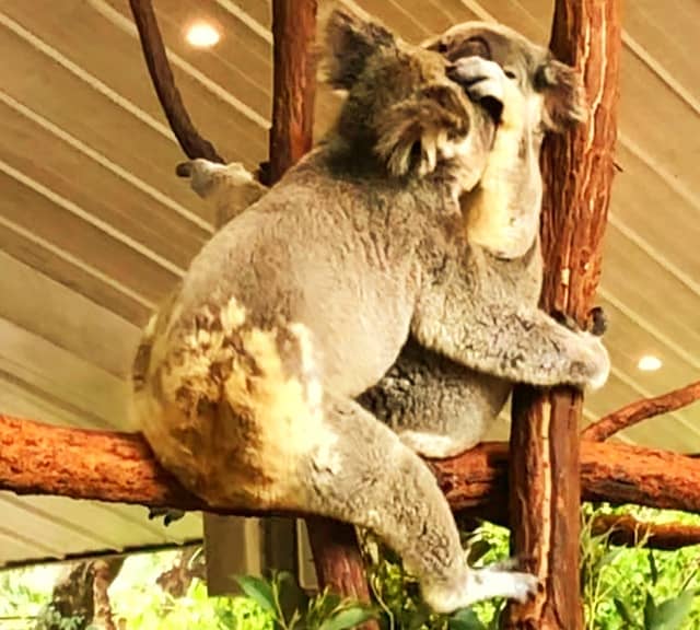 Female Koalas struggle away from the male koalas white mating.
