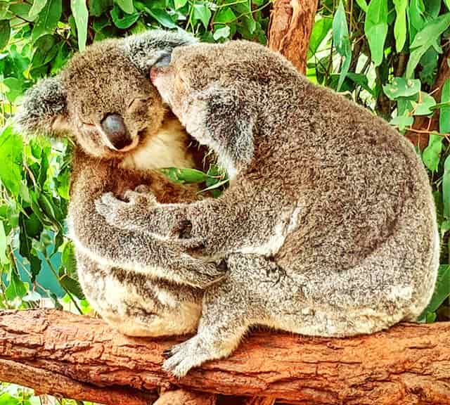 homosexual behavior of female Koalas.