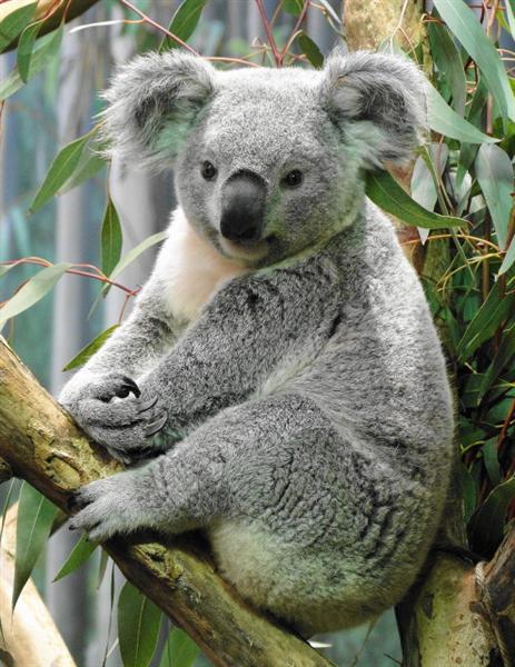 Koalas' Breeding Success Depends upon Food Availability.