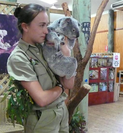 Koalas across Brisbane Australia.