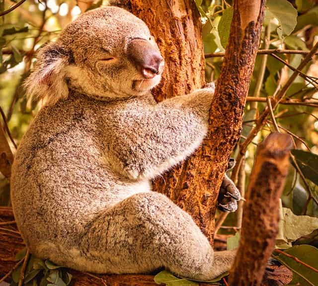 Koalas suffer from Summer bushfires in Australia