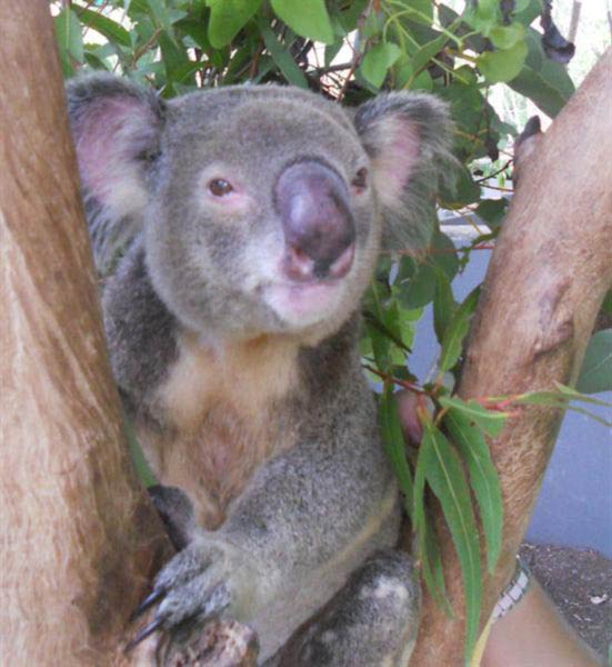 koala bushfire