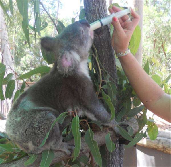 Koalas' deaths through Bushfire.