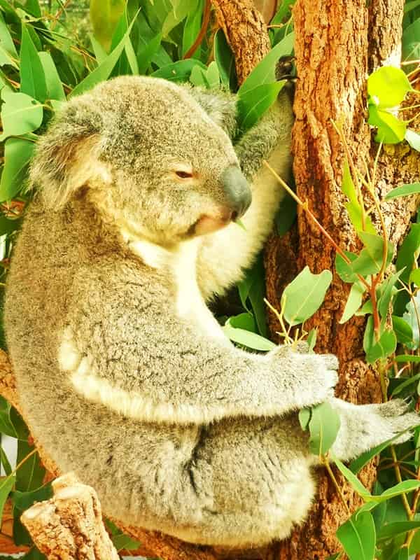 Koalas are not aware of bushfires.