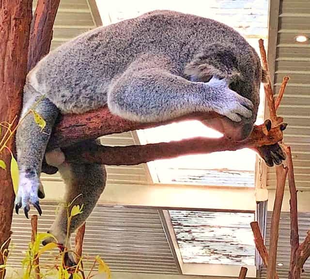 Koala claws help them in combing their hair.