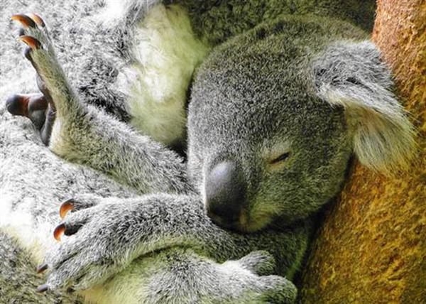 Koalas' claws are defensive weapons.
