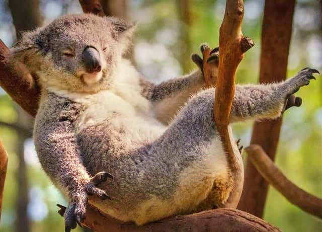 Koalas' each finger has claw at hands and Feet