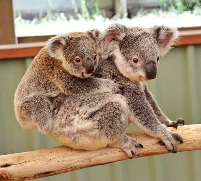 Claws help koala joeys in climbing.