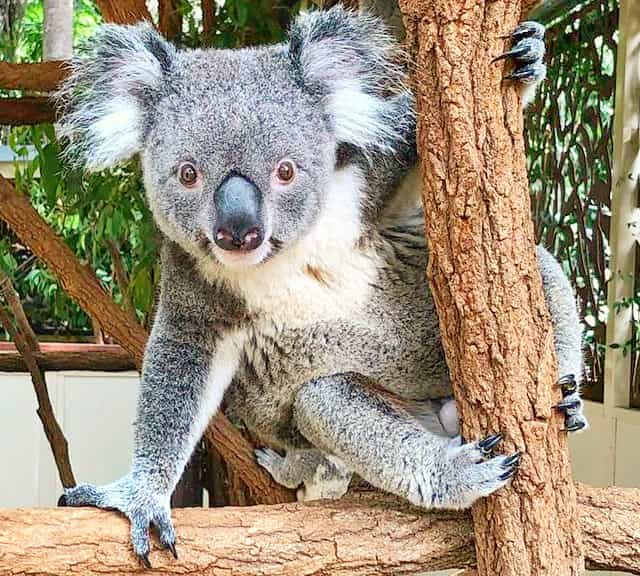 Claws also help koalas in Territorial Markings