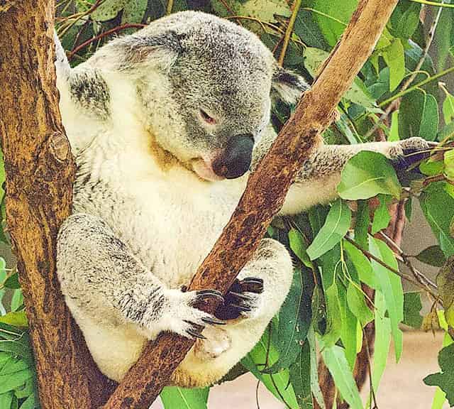 Koalas claws help them in climbing trees.