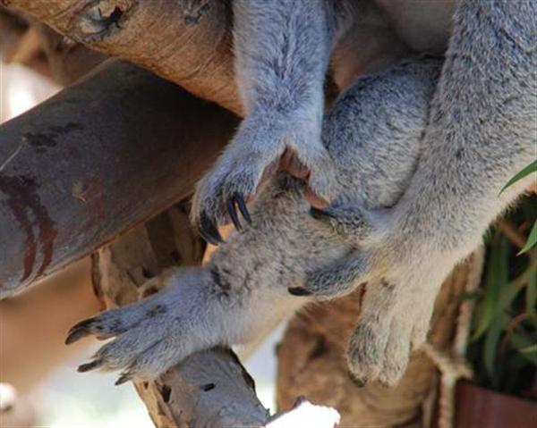 Koalas' claws are versatile.