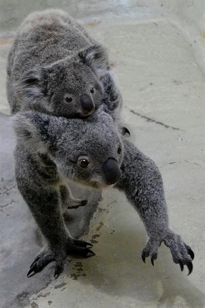 Koalas have sharp claws.