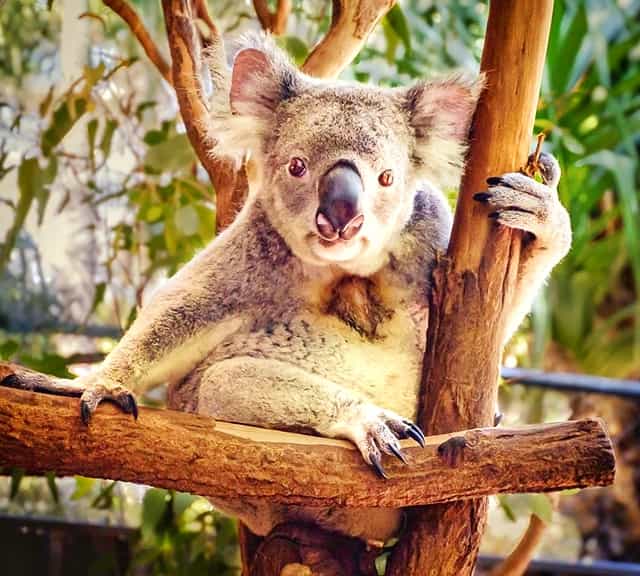 Koalas have specialized claws