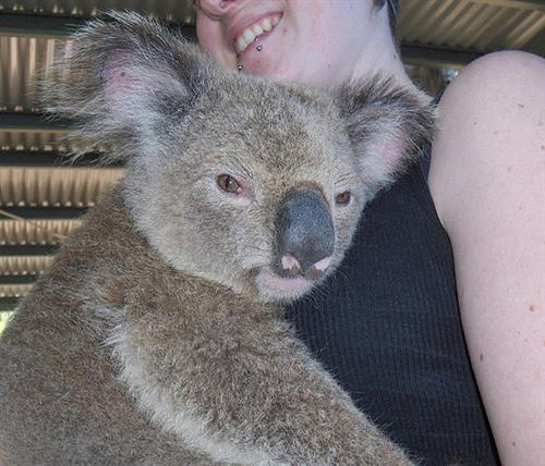Koalas consume Cyanide Compounds.