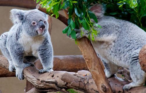 Koalas consume Cyanide Compounds through Eucalyptus Leaves.