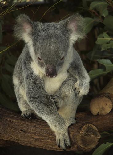 Koalas indirectly take Cyanide Compounds through Eucalyptus leaves.
