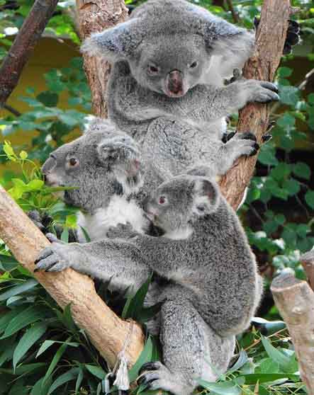 Gro und Klein Koalas.