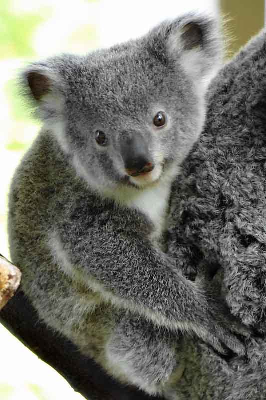 Koala ist ein Beuteltier Tier.