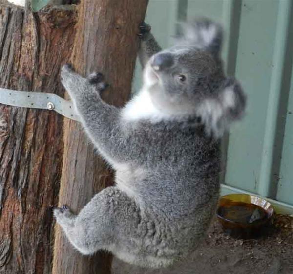 Koalas lieben Eukalyptus-Bltter