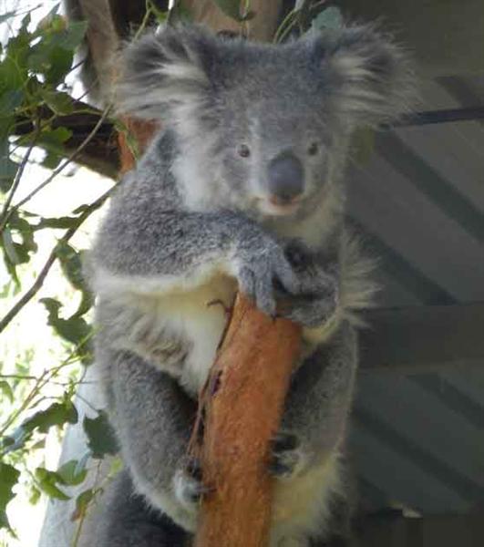 Mnnliche Koalas haben lautes Gerusch.