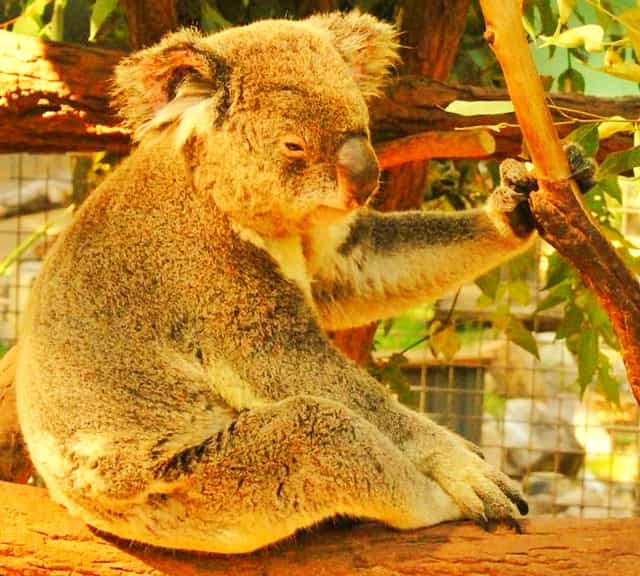 Koalas have fluffy ears