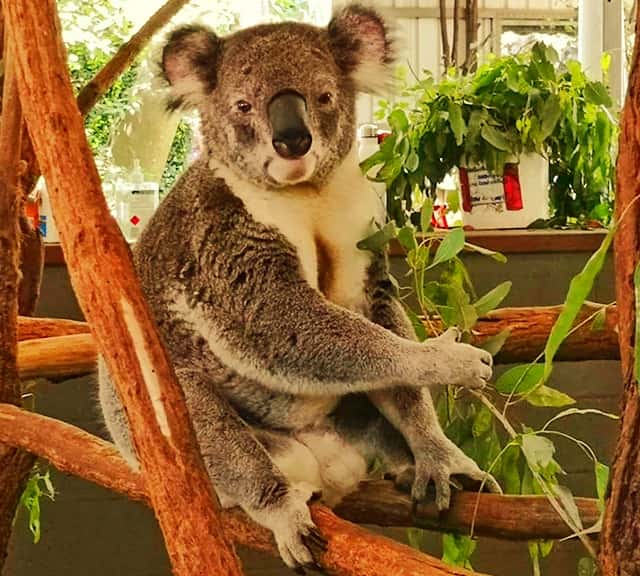 Koalas' ears have good sense of hearing