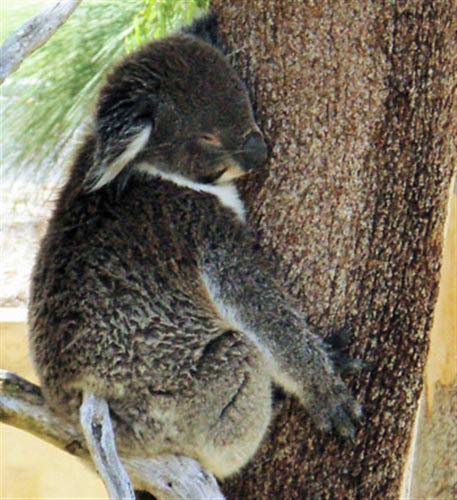 Koalas have lower energy levels.