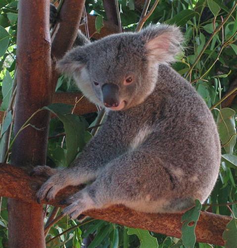 Koalas' food has limited energy and nutrition.