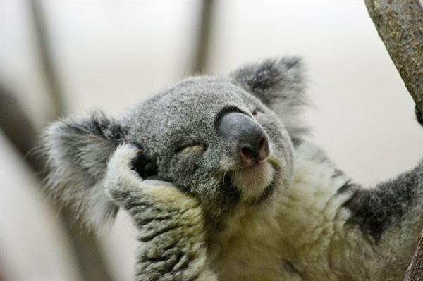Koalas' facial expressions are unique.