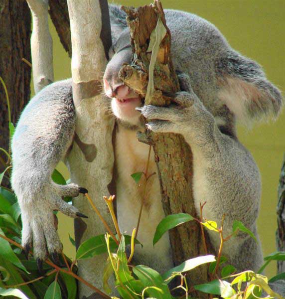Koalas' fertility and diseases. 