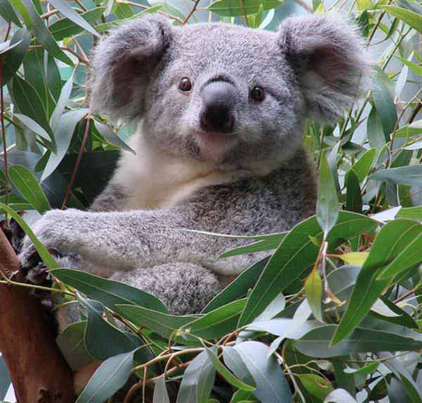 koalas' fertility disturbance.