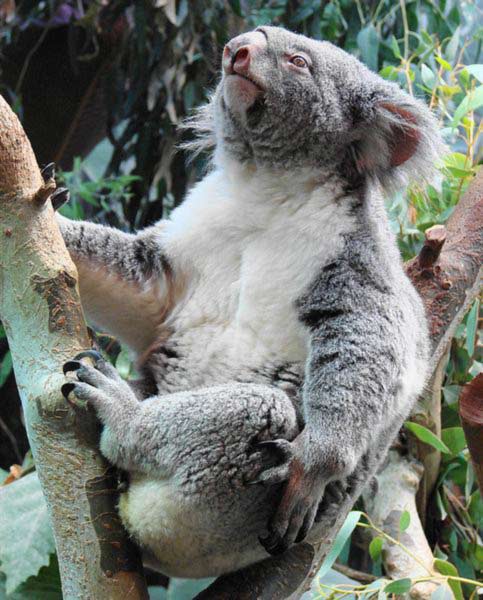 Koala fur helps to maintain body temperatures.