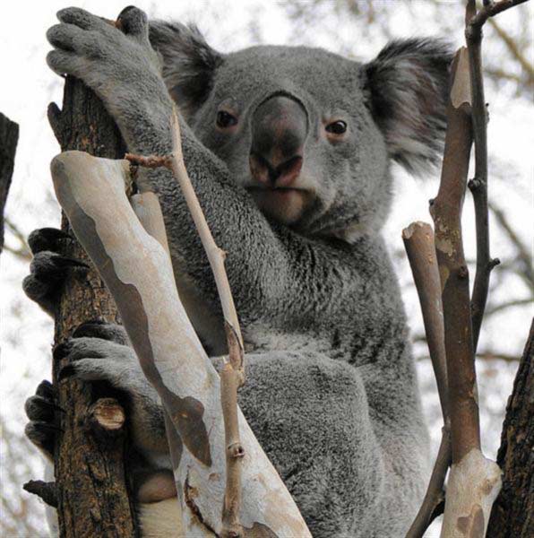 Koalas' fur saves their body energies. 