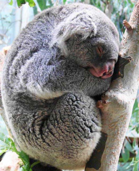 Koala fur during winters.