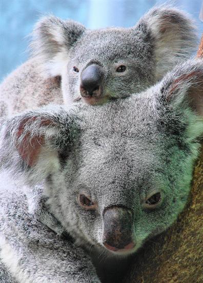 Koala Joeys' caring and loving mothers.