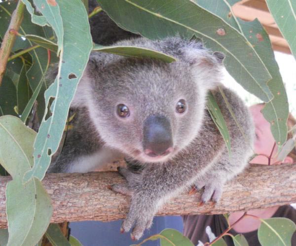 koala joey pictures