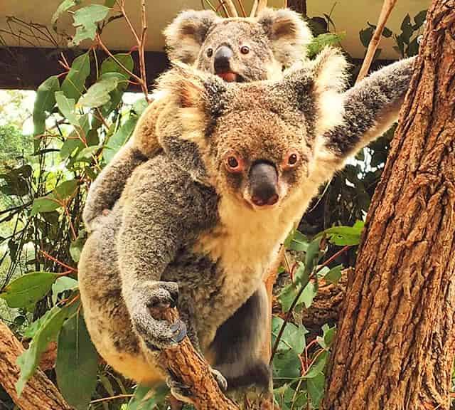 Koala Joey clings on its mother's back at 8 months old.