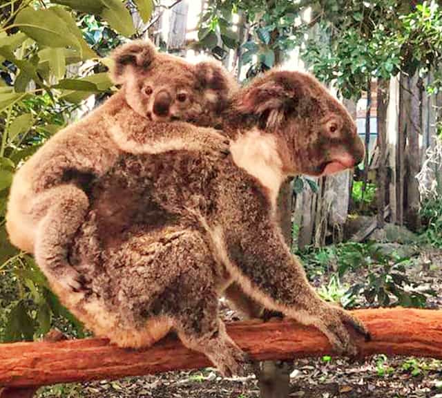 Koala joeys are dependent on mothers even though they go outside of pouch when they are 8 months old.