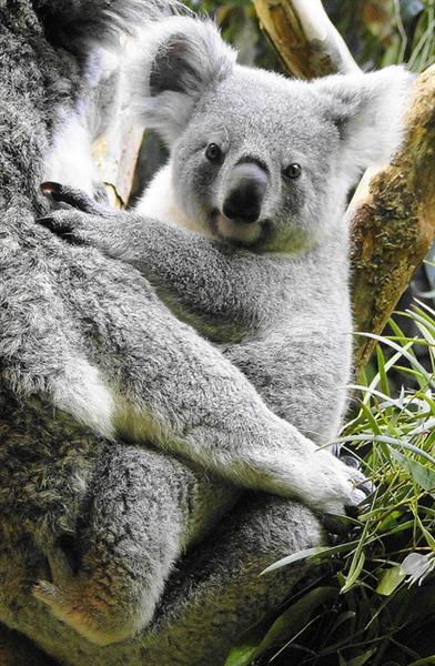 Koala Joeys Body Growth