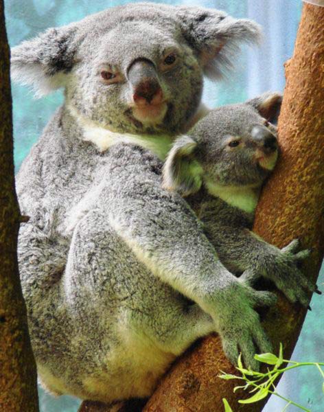 Koala Joeys Weigh Lightest.