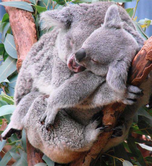 Koala Joey's Mother left after 9 months.