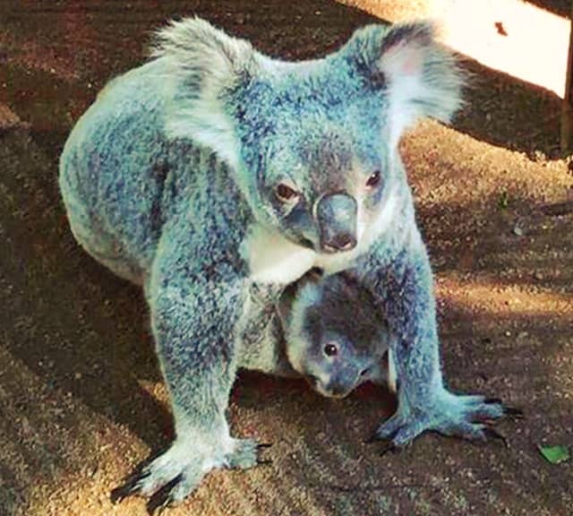 Koala Joeys live inside mother's pouch for 8 to 9 months