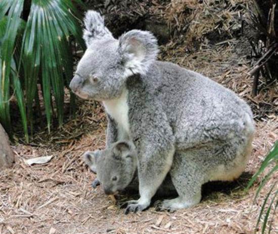 A Koala Joey inside her mother's pouch.